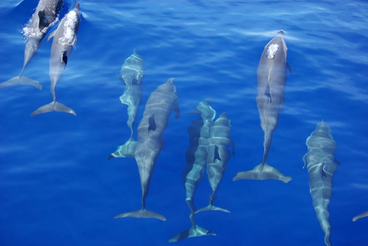 فندق Island Guest Maamendhoo المظهر الخارجي الصورة
